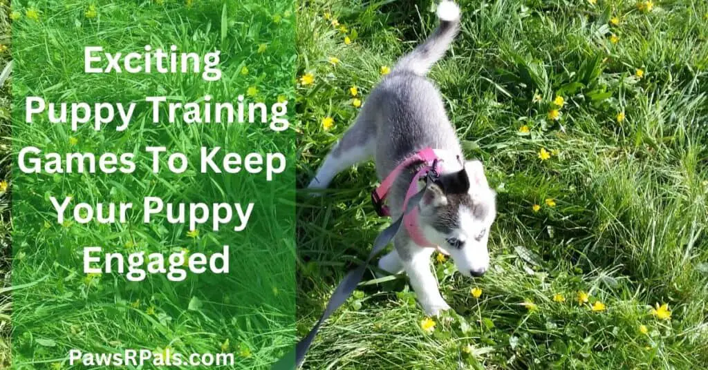 Exciting Puppy Training Games To Keep Your Puppy Engaged. Luna the grey and white siberian husky puppy wearing a pink y-shaped harness attached to a black lead, walking on green grass with yellow flowers.