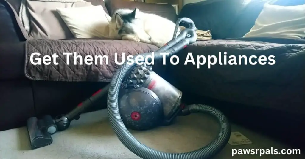 Get Them Used To Appliances. Dyson cylandar vaccum on a cream/grey carpet, infront of a brown leather corner sofa, Luna the grey and white siberina husky curled in the corner of the sofa sleeping.