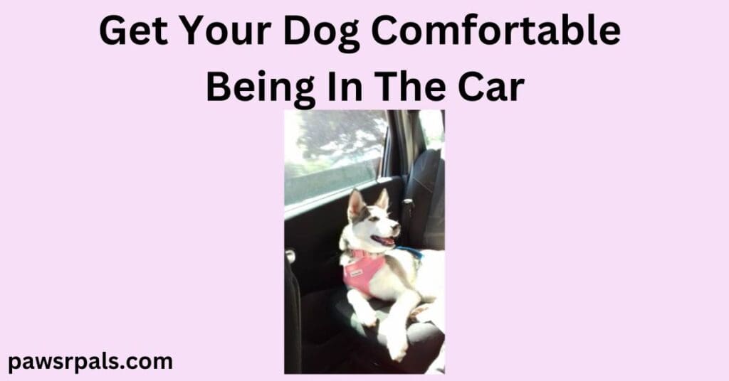 Get your dog comfortable being in the car. Lilac background, image in the centre. Luna the grey and white siberian husky puppy wearing a pink harness attached to a blue seatbelt, lying side on against an open car window, on a dark car seat, body facing the camera, head looking to the side with an open mouth, happy relaxed face.
