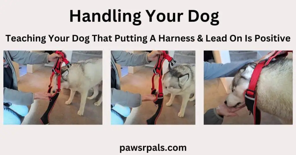 Handling Your dog. Teaching Your Dog That Putting A Harness & Lead On Is Positive. 3 images on a cream background. First Image is Luna the grey and white siberian husky stretching her head towards an open red and black harness. Second image is Luna putting her head through an open red and black harness towards a hand holding a treat. Third image is Luna with her head through an open red and black harness and an arm above her head holding the harness.