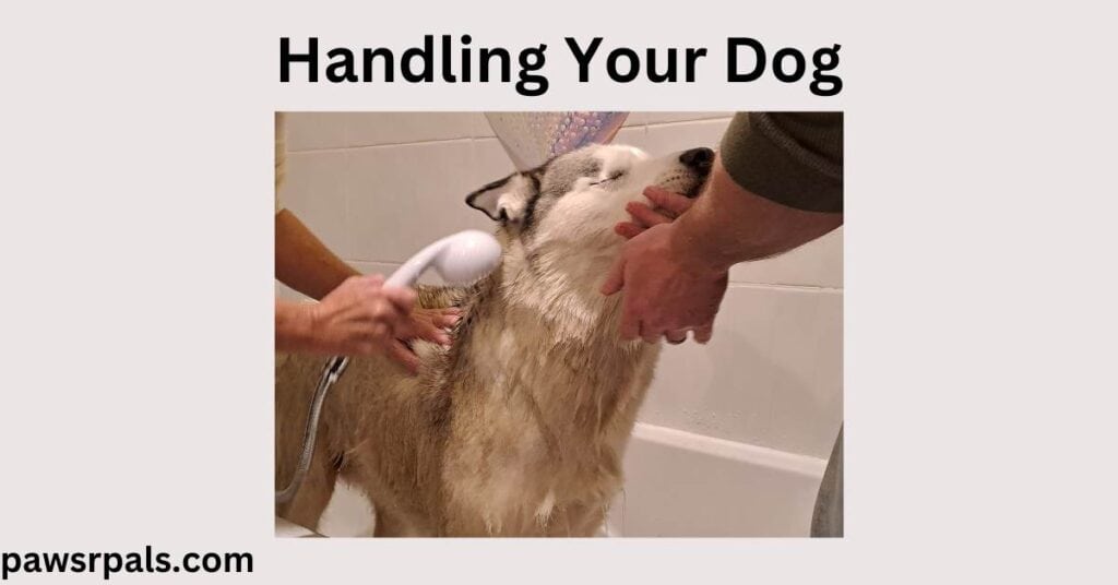 Handling Your Dog. Luna the grey and white siberian husky standing in a bath, with a white shower hose wetting her fur, hands holding her face, with her eyes closed.