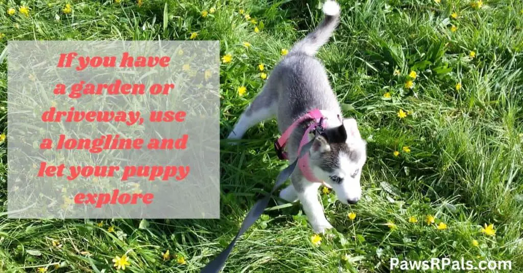 If you have a garden or driveway, use a longline and let your puppy explore. Luna the grey and white siberian husky puppy wearing a pink harness and black longline lead walking towards the camera on green grass with yellow flowers.