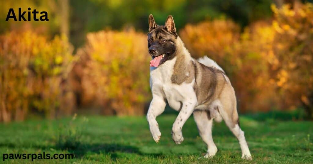 Akita. Brown and white Akita mid-run front paws off the grass, tongue out relaxed happy face, green and orange bushes in the background