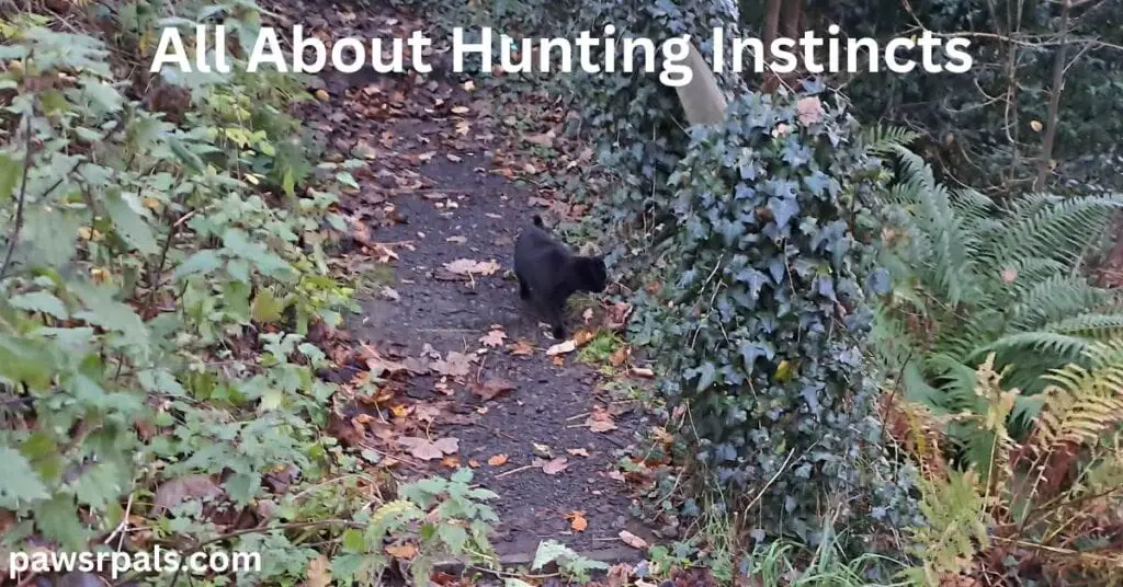 All About Hunting Instincts. Pickles the black cat walking towards the camera, head turned slightly to the right, walking on a dirt path with fallen leaves scattered on the path, green leafy bushes to either side