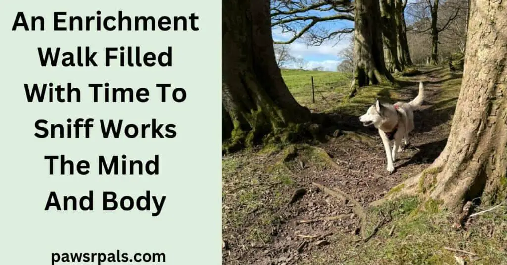 An Enrichment Walk Filled With Time To Sniff Works The Mind And Body. Image on right, Luna the grey and white blind siberian husky, wearing a red and black harness, walking towards the camers, head turned to the side, face relaxed mouth open, walking on a country path in between trees, grass field and blue sky in the background