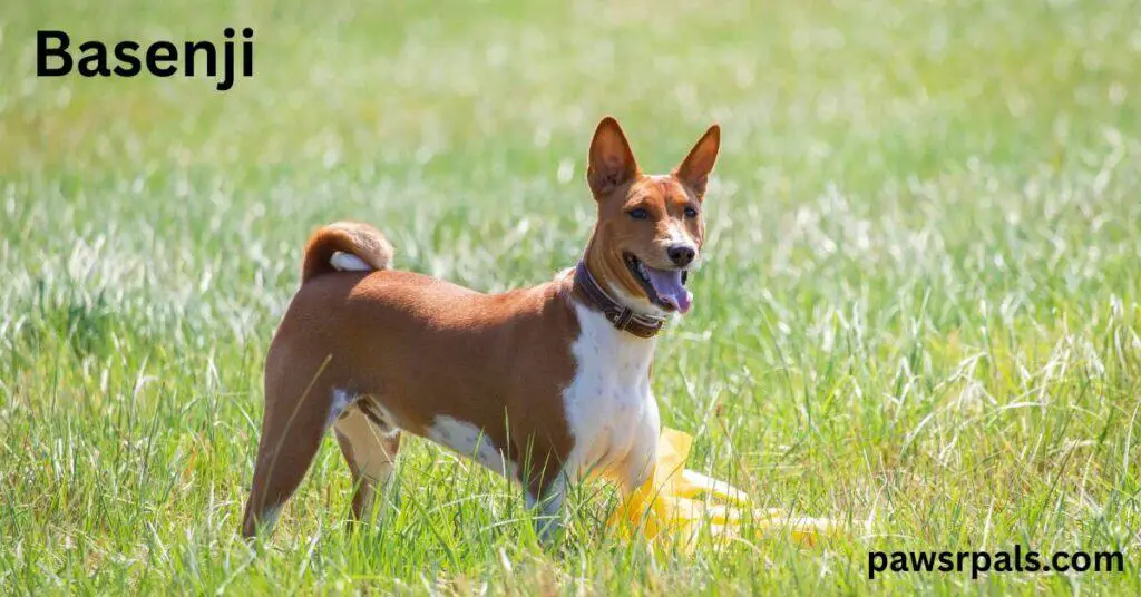 Basenji. Brown and white Basenji dog standing in long grass, wearing a brown collar