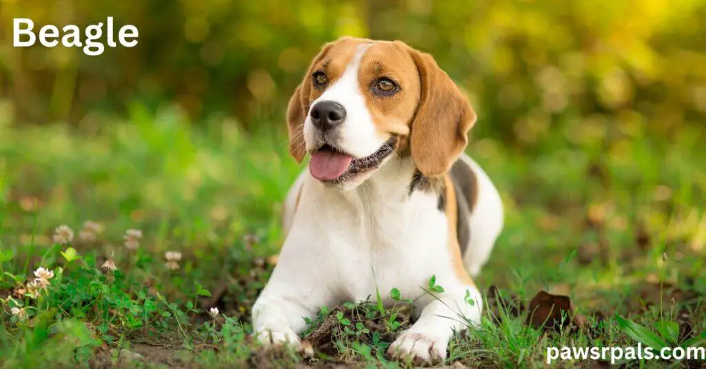 Beagle. Tri-coloured Beagle with brown eyes, lying head up facing the camera front paws extended forward, on grass and clover