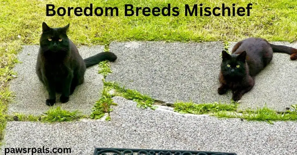 Boredom Breeds Mischief. Two black cats with yellow eyes, left cat sitting upright facing the camera tail stretching out the the right, Right hand cat lying in a sphynx position facing the camera. Both on grey concrete slabs with grass in between and grass at the top of the image
