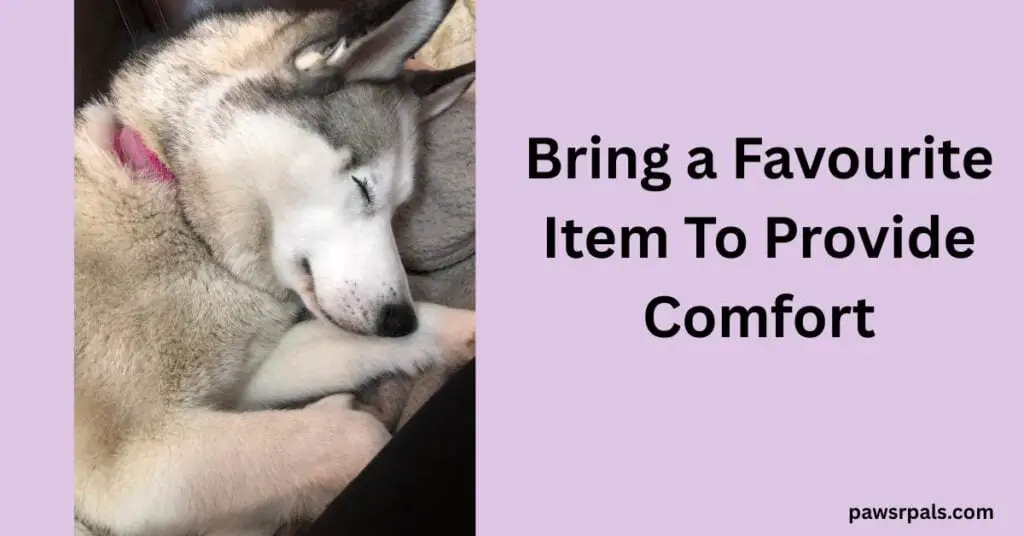 Bring a Favourite Item To Provide Comfort. Image on the left, Luna the grey and white siberian husky, wearing a pink collar, lying on her side, sleeping with front paws near her head, on a grey fluffy blanket