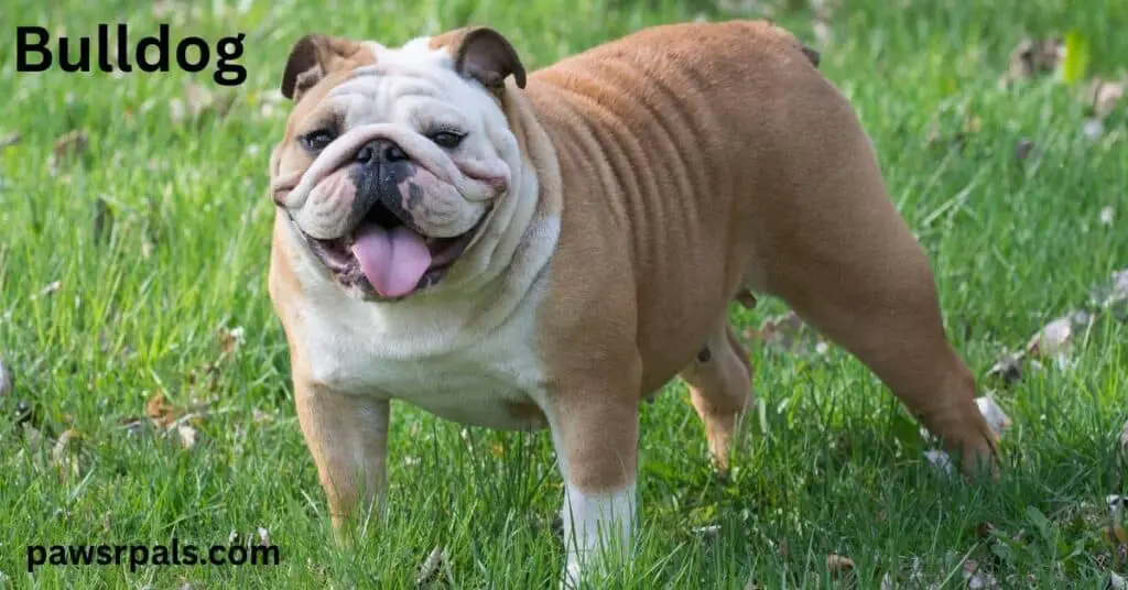 Bulldog. Brown and white bulldog standing diagonally facing the camera, open mouth happy face, on grass