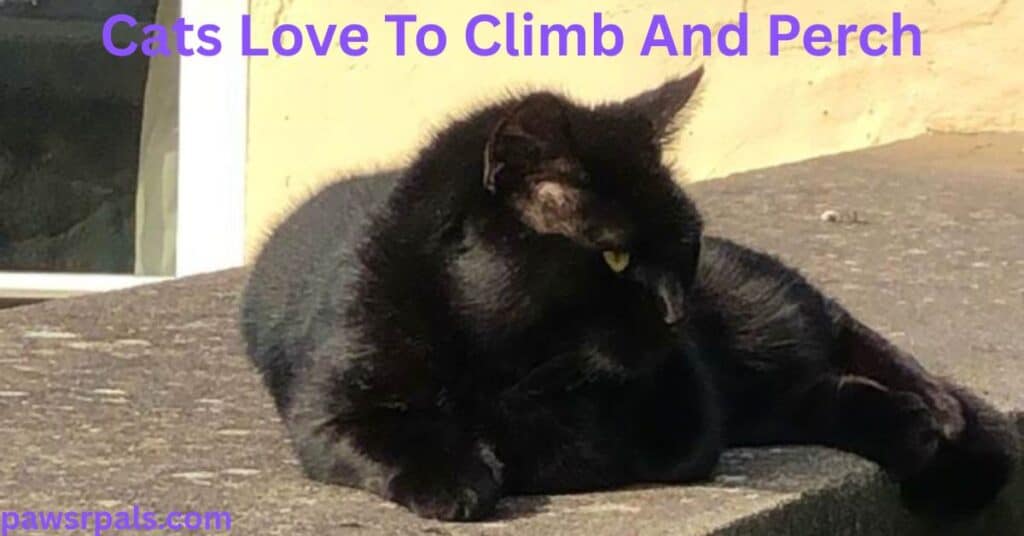 Cats Love To Climb And Perch. Pickles the black cat lying with head up towards the camera, on top of a concrete wall with a yellow wall background