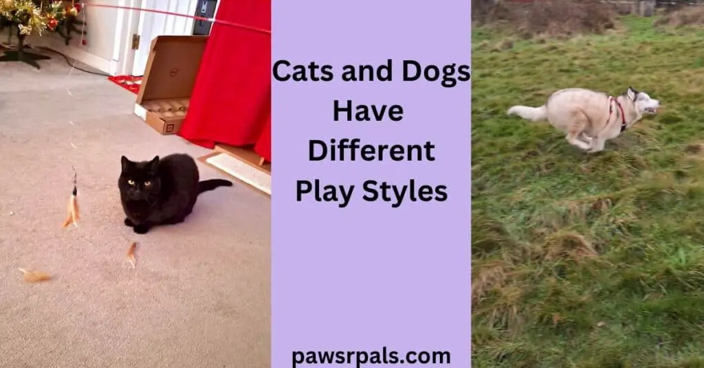 Cats and Dogs Have Different Play Styles. Image on the left Pickles the black cat crouched facing the camera, on a cream carpet with feathers from the feather lure in front of him, horizontal scratch post behind him, empty cardboard box and partial christmas tree in the background. Image on the right, Luna the grey and white siberian husky wearing a red and black harness, mid running posture to the right on grass