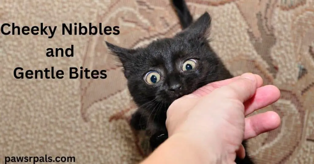 Cheeky Nibbles and Gentle Bites. Black cat with yellow/green eyes, stretching up, paws holding a human hand, gently biting the hand, brown patterned rug in the background