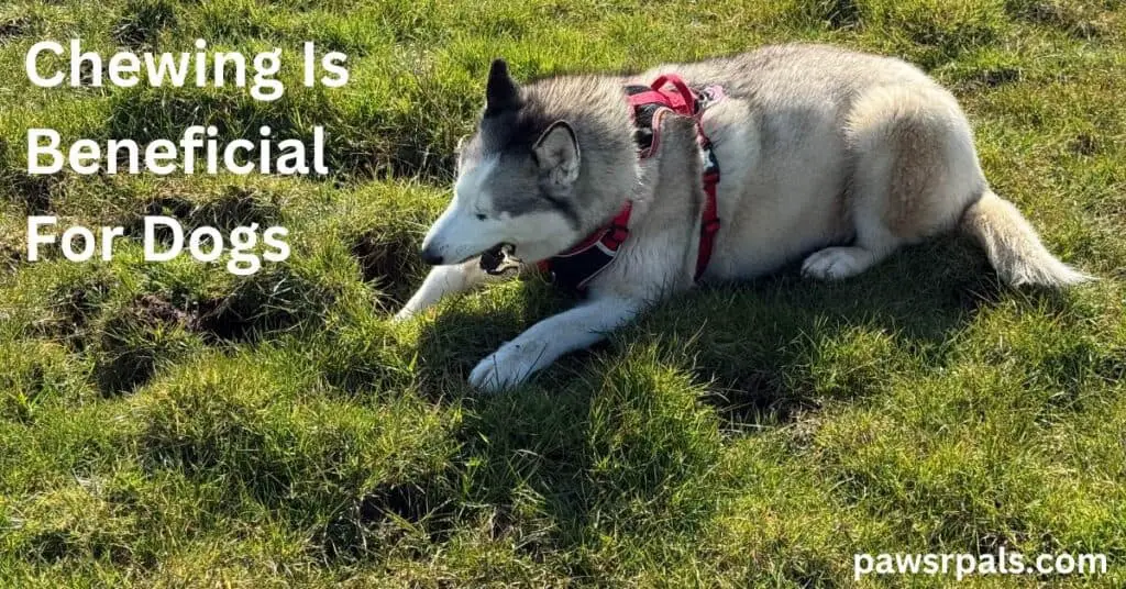 Chewing Is Beneficial For Dogs. Luna the grey and white siberian husky, wearing a red and black harness, lying on grass chewing a muddy piece of wood