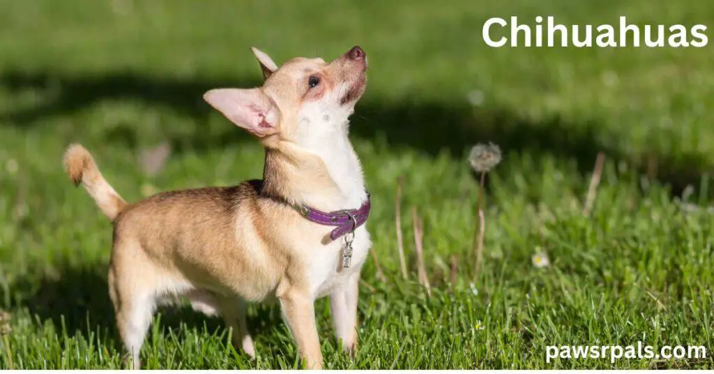 Chihuahuas. Brown and white Chihuahua wearing a purple collar with silver tag, standing side on looking upwards, on green grass