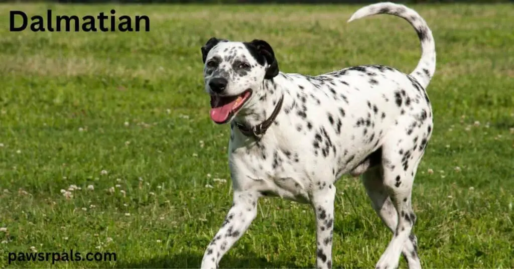 Dalmation. White with black spots Dalmation walking diagonally towards the camera, open mouth, tail upright and curved, wearing a brown collar, walking on grass