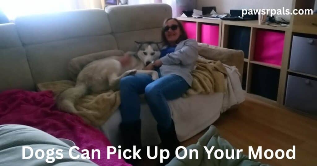 Dogs Pick Up On Your Mood. Woman with brown hair and dark glasses wearing grey hoody over blue top and blue jeans, sitting on the end of a cream sofa smiling, Luna the grey and white siberian husky lying behind the woman with front paws over her legs