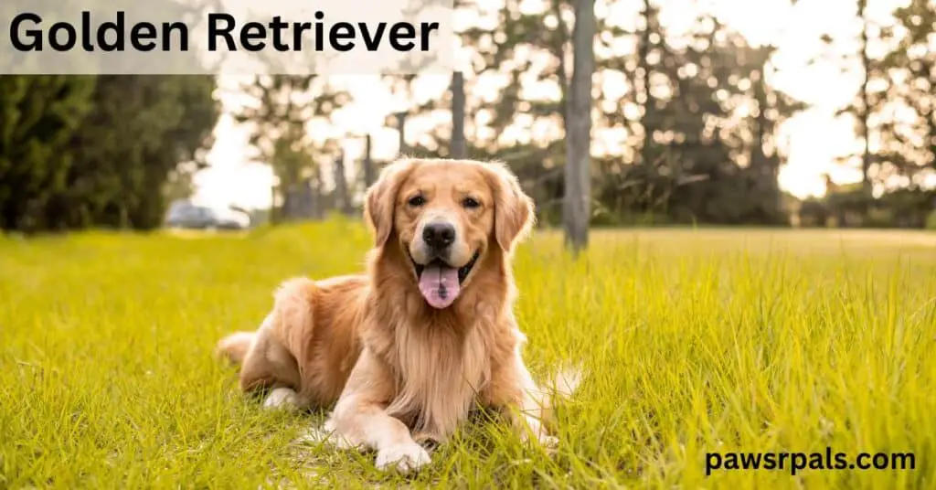 Golden Retriever. Golden retriever lying on grass, head up facing the camera, open mouth, tongue out, front paws extended forward, trees and a car in the background