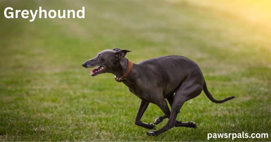 Greyhound. Dark brown greyhound mid run wearing brown collar on green grass