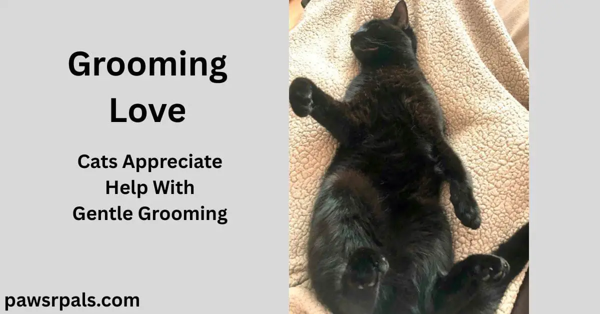 Grooming Love. Cats Appreciate Help With Gentle Grooming. Pickles the black cat lying on his back, head away from the camera, paws relaxed, on a brown fluffy blanket