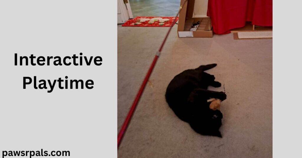 Interactive Playtime. Pickles the black cat lying on his side, head towards the camera, front paws holding a feather on the red lure stick, on a cream carpet with a red background