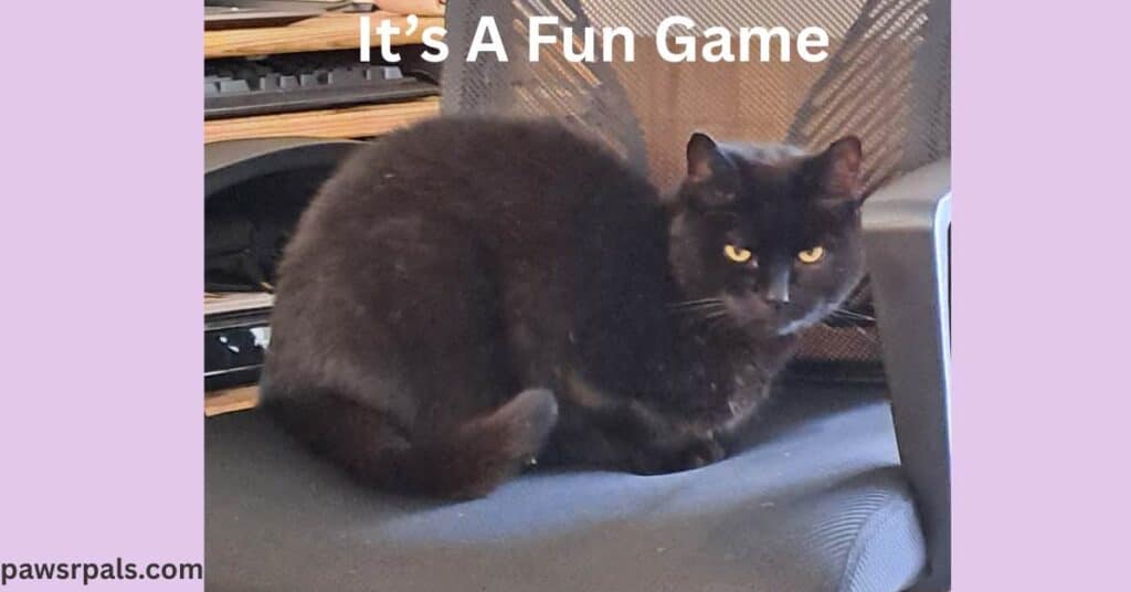 It's A Fun Game. Pickles the black cat loafing side on head turned towards the camera, on a black material cloth office chair. A light-brown wooden desk with silver laptop and pink purse on top, and a light-brown wooden slide out shelf with a black keyboard on sitting in the background, with light purple background