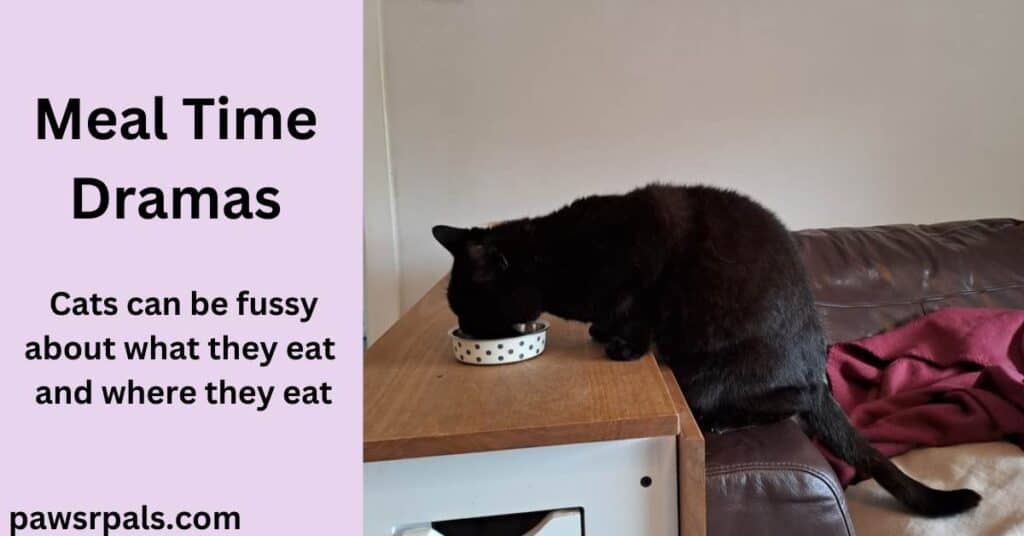 Meal Time Dramas. Cats can be fussy about what they eat and where they eat. Pickles the black cat sitting on the arm of a brown leather sofa, next to a folded down brown and white wooden table, front paws on the table, eating from a white polka dot small round metal bowl, cream wall and red blanket in the background