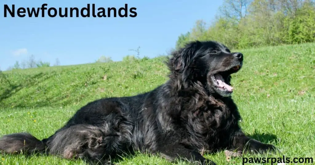 Newfoundlands. Black Newfoundlands dog lying on grass side on, head up, relaxed open mouth, blue sky and trees in the background