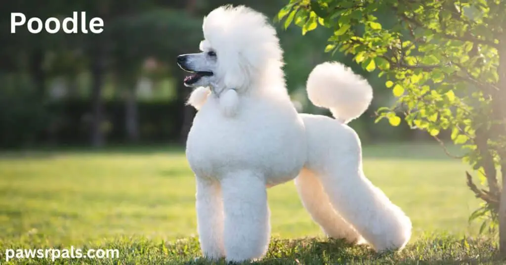 Poodle. Standard white Poodle facing side on, open mouth relaxed face, on grass with trees behind and the side