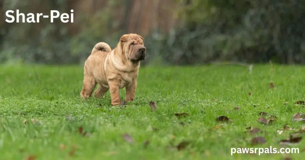 Shar-Pei. Brown Shar-Pei dog walking diagonally towards the camera on green grass with green and brown bushes in the background
