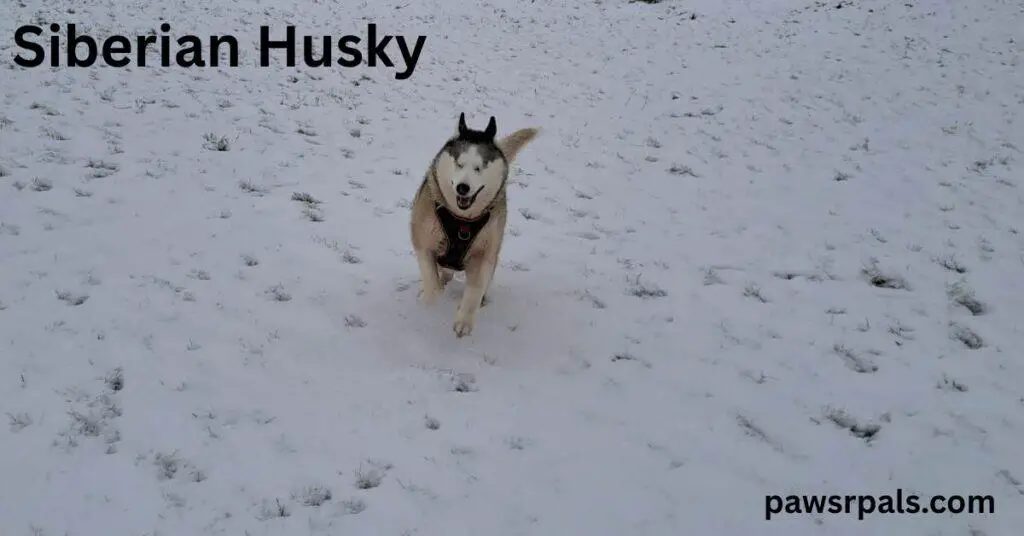 Siberian Husky. Luna the blind grey and white siberian husky wearing a black and red harness running towards the camera, open mouth relaxed happy face, in the snow