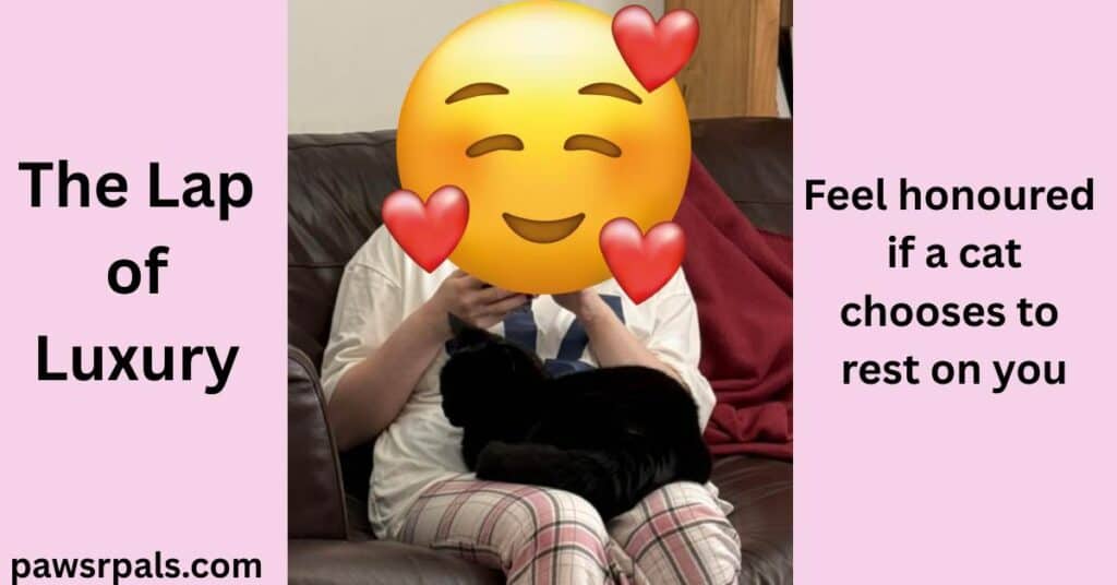 The Lap of Luxury. Feel honoured if a cat chooses to rest on you. Image in centre, Pickles the black cat curled up on the lap of a girl sat on a brown sofa wearing pink black and grey checked bottoms and white numbered top