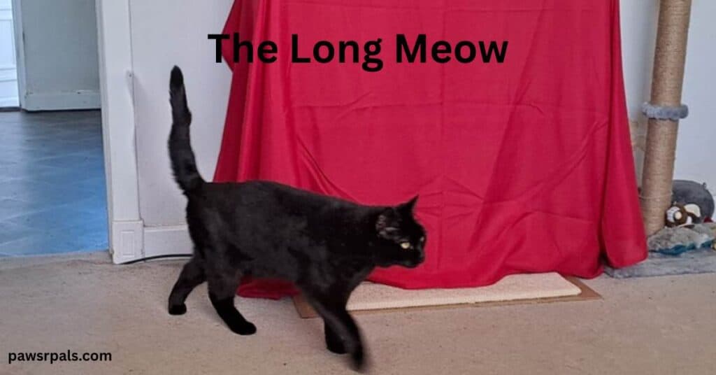 The Long Meow. Pickles the black cat walking on a grey carpet with red and white background, horizontal scratch board behind him and vertical scratch post to the right, tail upright
