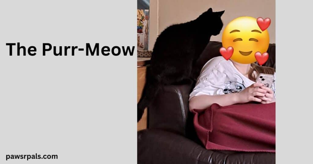 The Purr Meow.  Pickles the black cat sitting on the arm of a brown leather sofa, facing a girl wearing a white tshirt with a red blanket over her legs