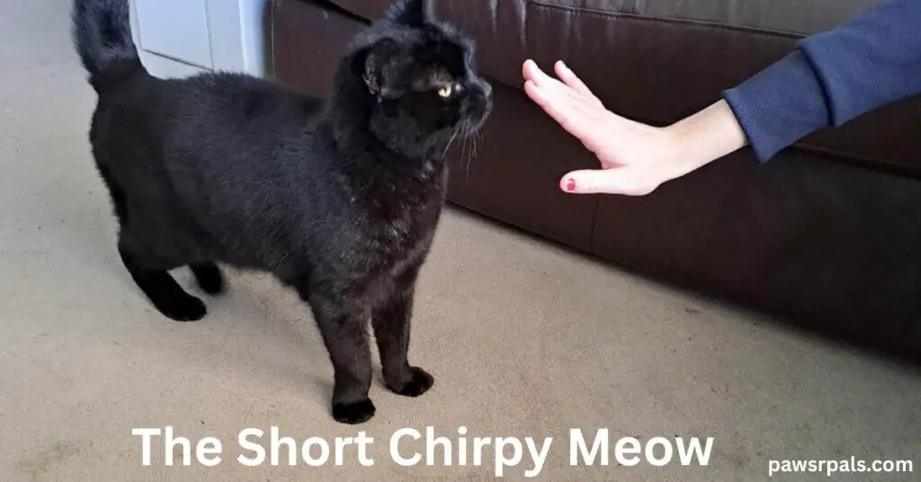 The Short Chirpy Meow. Pickles the black cat standing tail up head towards the outstretched hand with fingers pointing upwards and a purple sleeve, standing on a grey carpet with a brown leather sofa behind