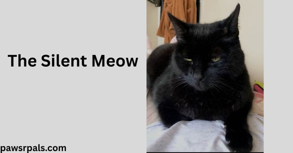 The Silent Meow. Pickles the black cat lying facing the camera, front right paw extended on a grey fluffy blanket
