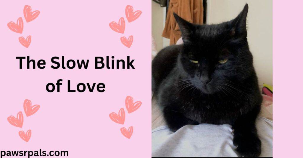 The Slow Blink of Love. Image on right of Pickles the black cat with yellow eyes half closed, lying facing the camera, one paw outstretched, lying on a grey top with a cream wall, brown housecoat hanging, in the background