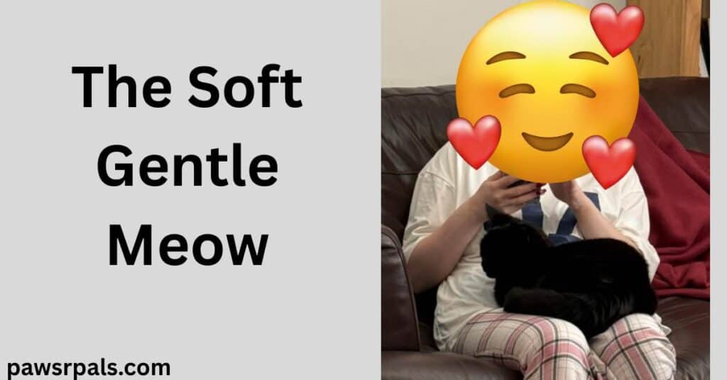 The Soft Gentle Meow. Pickles the black cat lying on the lap of a girl wearing pink and white checked bottoms and a white tshirt, sitting on a brown leather sofa
