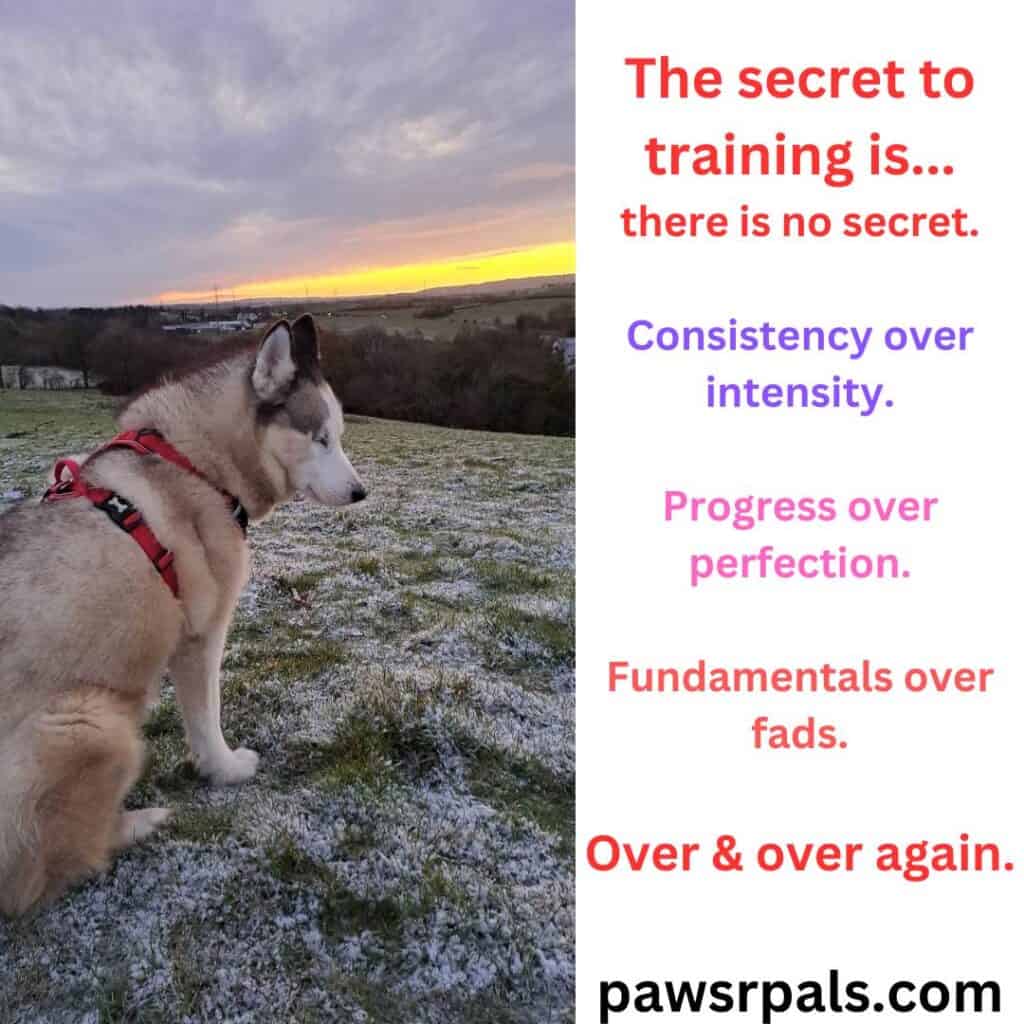 The Secret To Training Is...There is no secret. Consistency over intensity. Progress over perfection. Fundamentals over fads. Over & Over again. Luna the grey and white blind siberian husky, sitting on frosty grass, wearing a red and black harness, body facing the sunrise, head turned to the right. Cloudy sunrise and trees in the background.