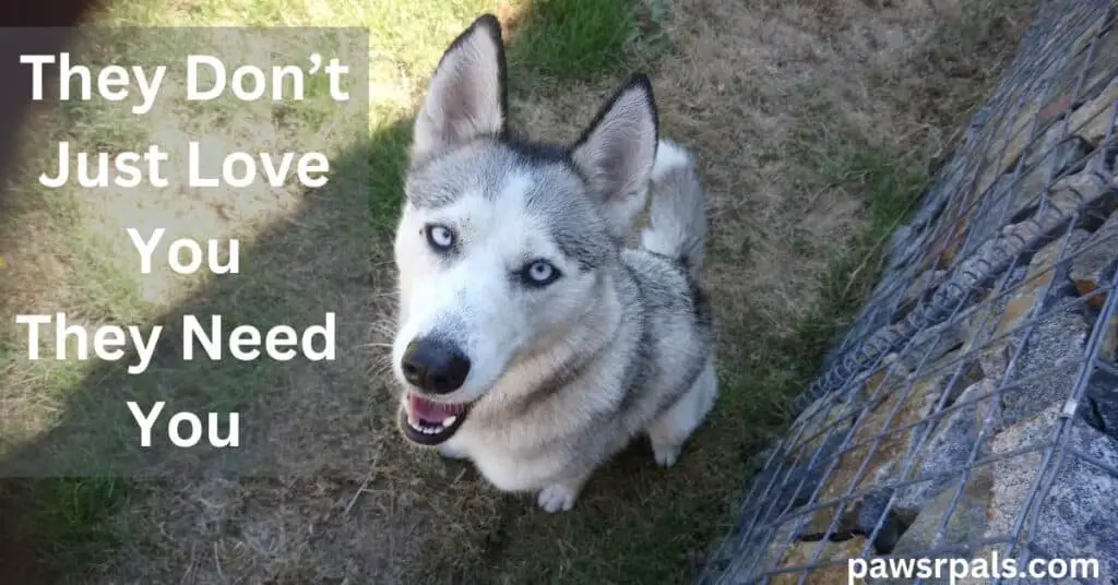 They Don't Just Love You They Need You. Luna the grey and white siberian husky sat looking up at the camera, pale blue eyes, relaxed open mouthed happy face, sat on grass next to a stone wall