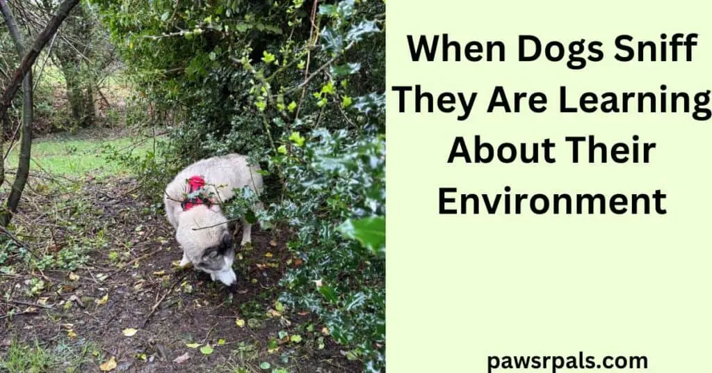 When Dogs Sniff They Are Learning About Their Environment. Image on left, Luna the grey and white siberian husky wearing a red and black harness, walking towards the camera head lowered and sniffing the leaves on the ground, surrounded by trees.