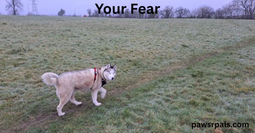 Your Fear. Luna the blind grey and white siberian husky, wearing a red and black harness, walking away from the camera with head turned back looking over her shoulder, walking on grass the sky misty