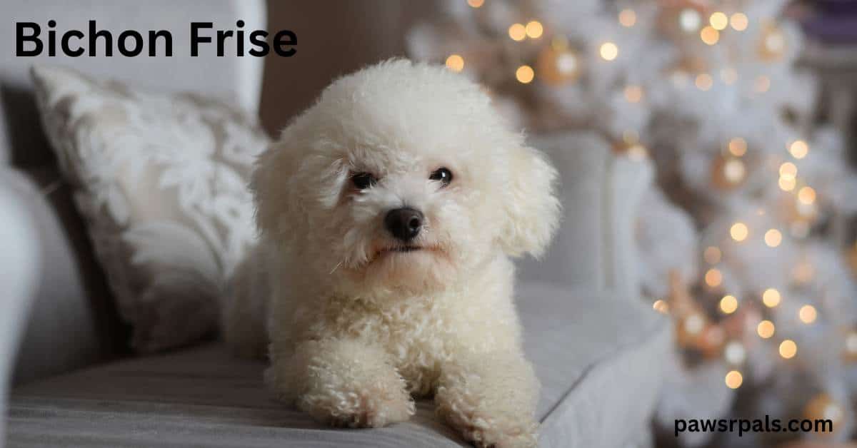 Bichon Frise. White Bichon Frise lying facing towards the camera on a grey sofa with white christmas tree gold baubles and lights in the background