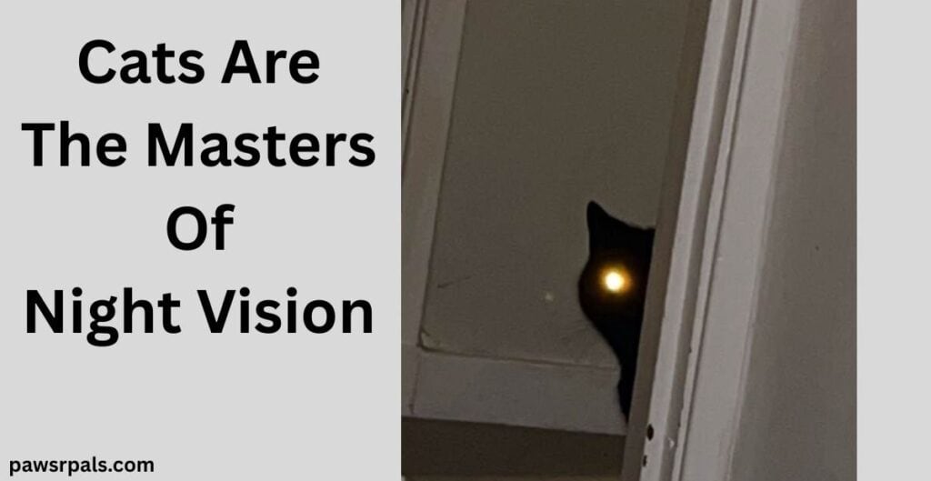 Cats Are The Masters of Night Vision. Pickles the black cat, one eye reflecting the light of the camera flash, head partially seen looking in the darkened doorway