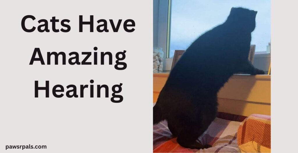 Cats Have Amazing Hearing. Pickles the black cat standing on his back paws, front paws on the window ledge, looking out the window
