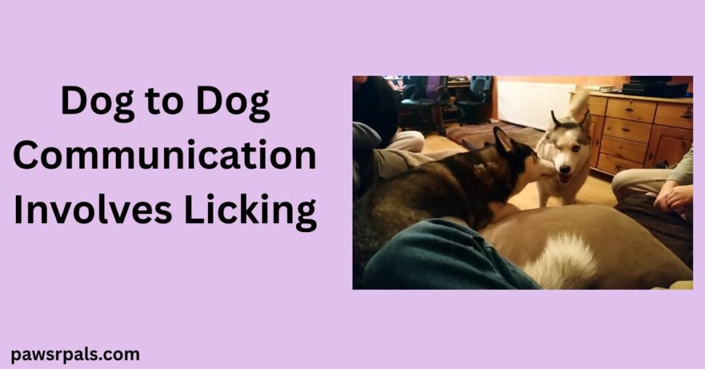 Dog to Dog Communication Involves Licking. Ralf the black and white siberian husky standing to the left of Luna they grey and white siberian husky licking her face
