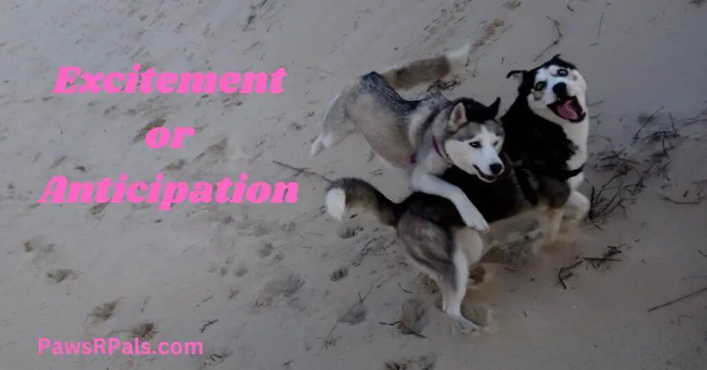 Excitment or Anticipation. Ralf the black and white husky body side on facing right, face looking towards the camera open mouth happy relaxed expression, Luna the grey and white husky jumping into Ralf from behind relaxed happy expression, with sand around them.