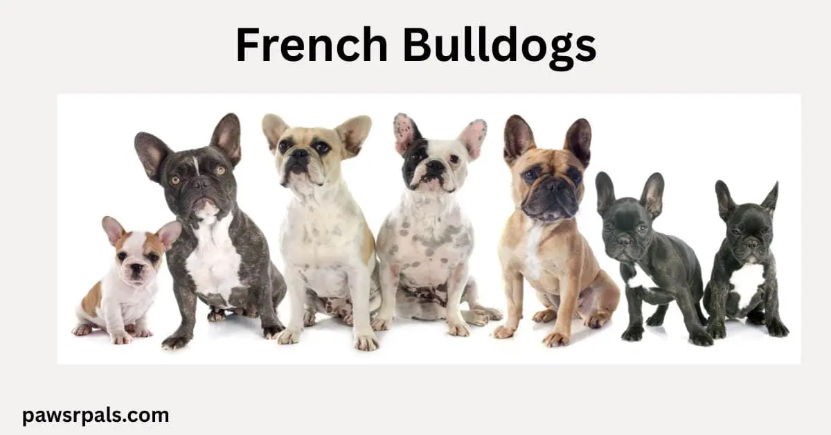 French Bulldogs. 7 french bulldogs various colours in a row all sitting facing the camera