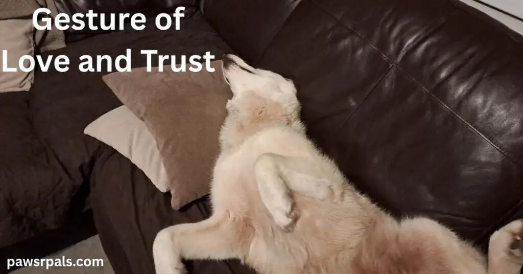 Gesture of Love and Trust. Luna the grey and white siberian husky, lying on her back, on a brown leather sofa, head away from the camera on a brown and cream cushion, front paws raised with neck and belly exposed.