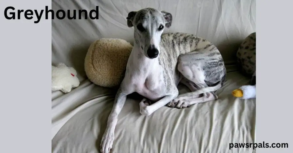 Greyhound. Grey greyhound lying facing forward, head raised front right paw curled into body, on a grey sheet with round yellow cushion behind 